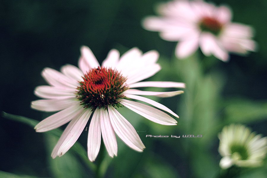 Echinacea