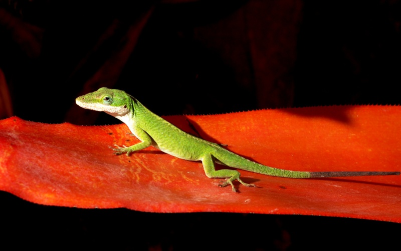 Gecko
