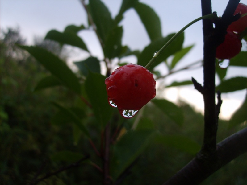Reife Kirschen in Tränen