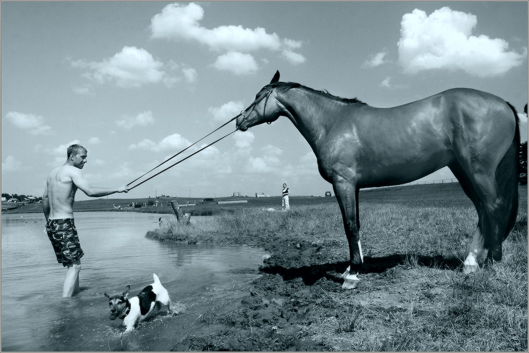 about the July heat, swimming horse and dog darted