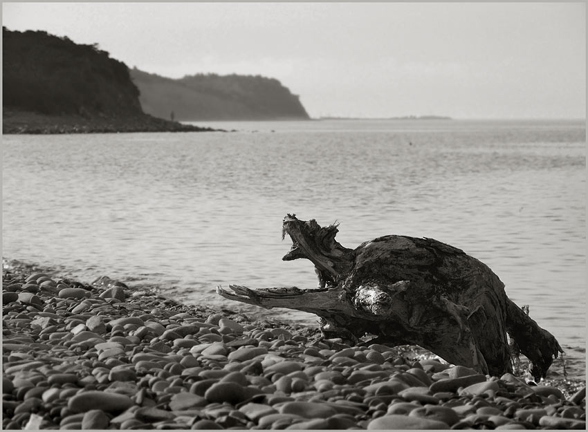 Am Ufer kriechen ...