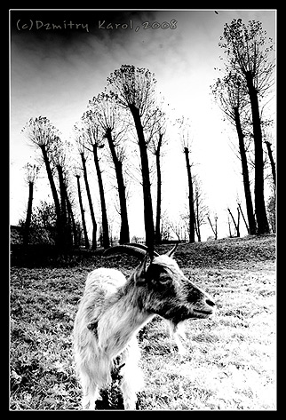 über die Ziege und die Bäume