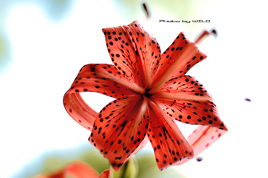 Tiger Lily