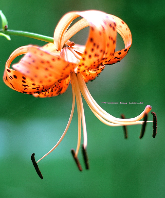 Lilium lancifolium