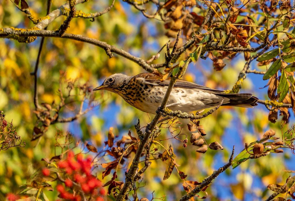 Thrush Wacholderdrossel