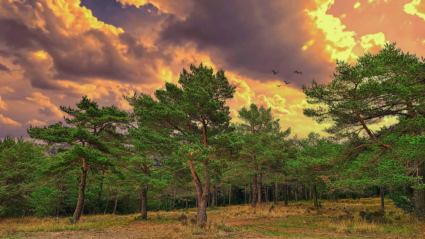 Vilaplana - Plans de la Mussara - Baix Camp