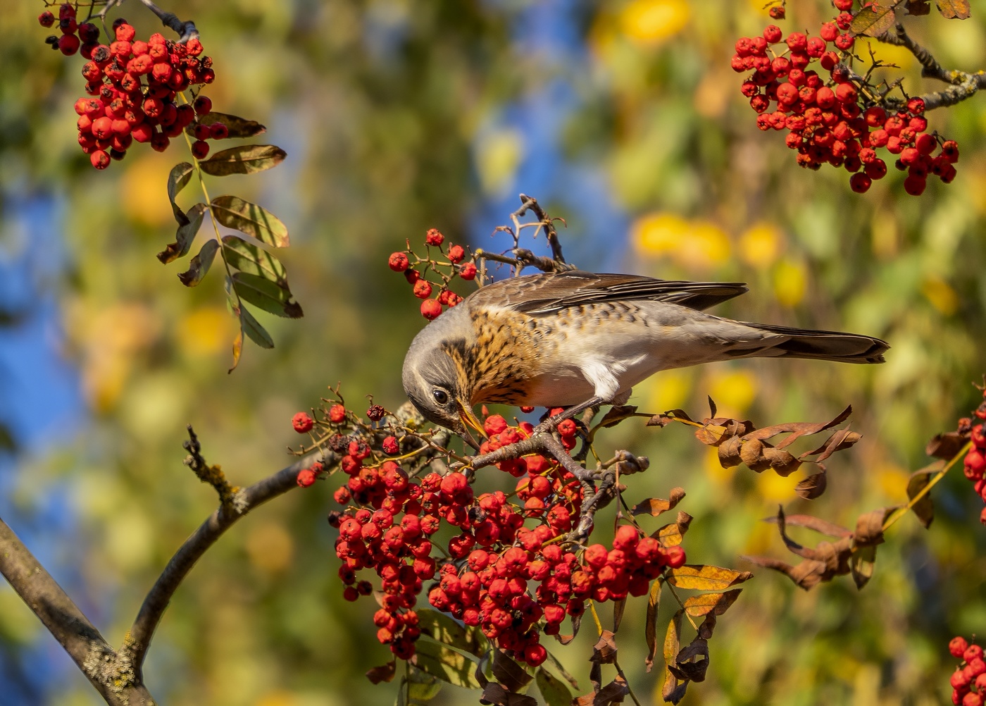 Thrush Wacholderdrossel