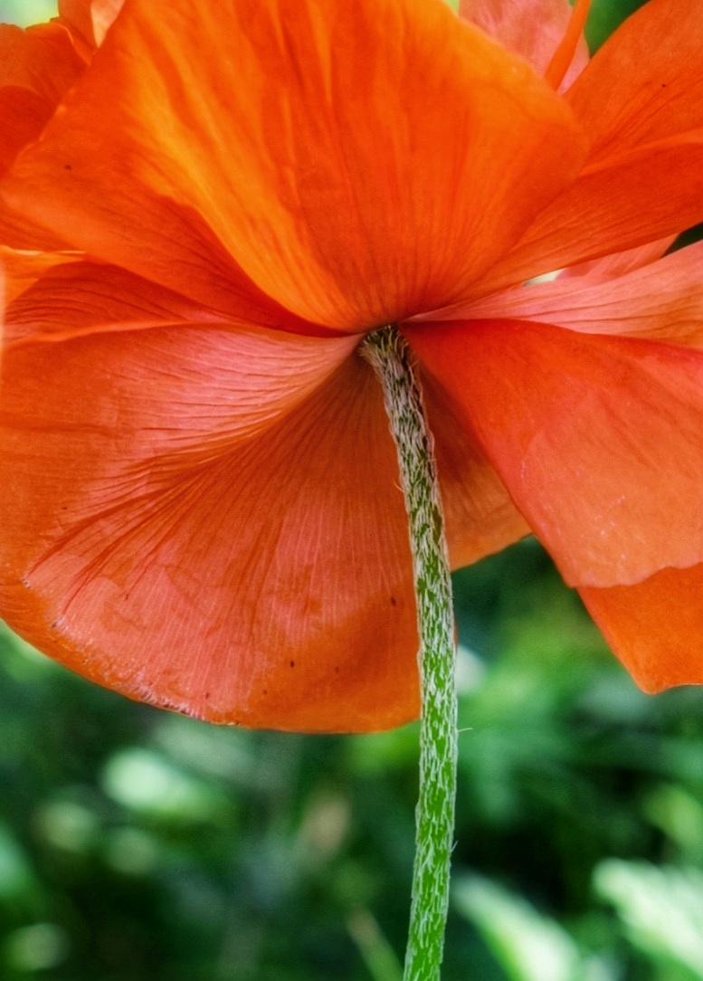 Mohn