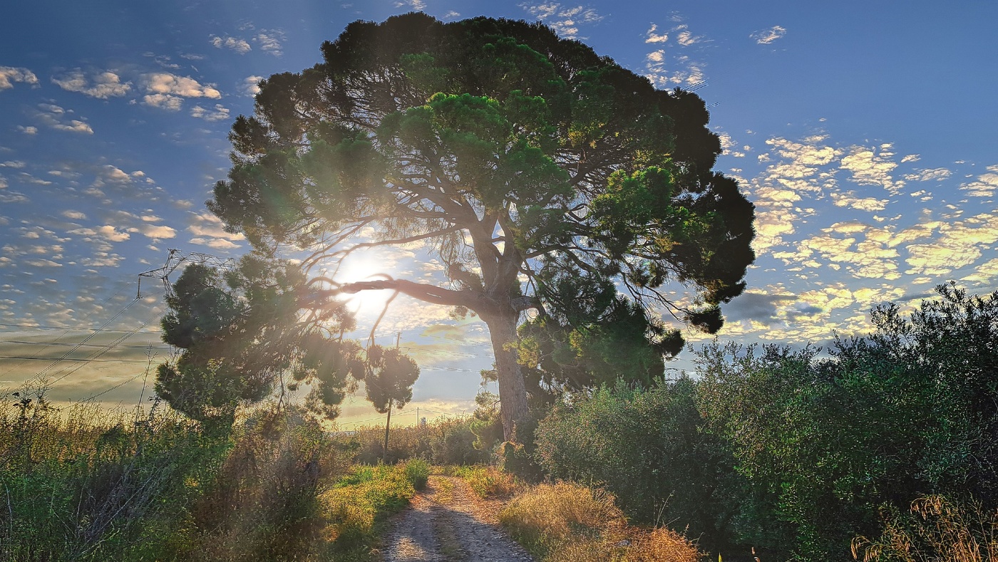 Vilallonga del Camp - Pi Gros de Mestres - Tarragonès