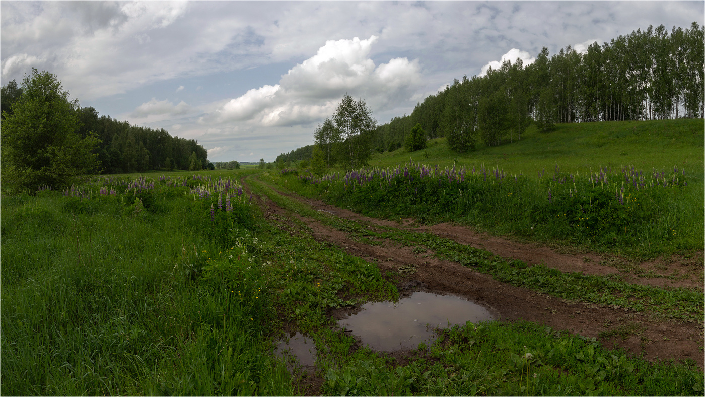 Landschaft mit Lupine