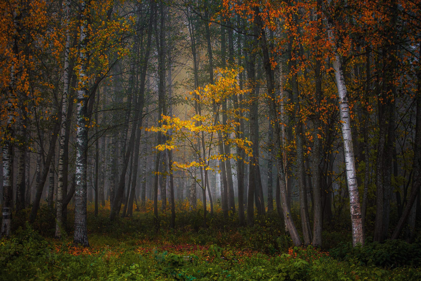 Das Schweigen der herbstlichen Wald
