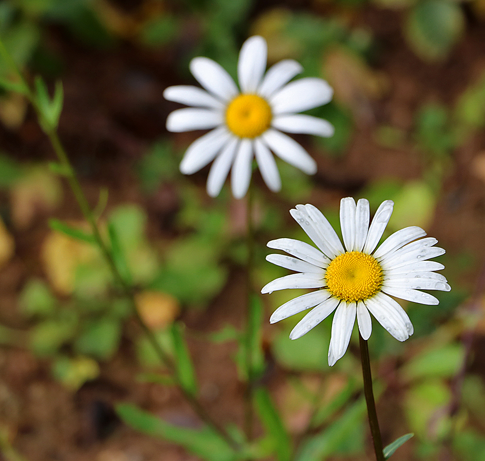 Oktober hat auf dem Hof ​​...