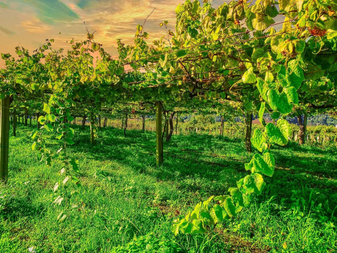 Cambados - vinyes d'Albariño - Pontevedra