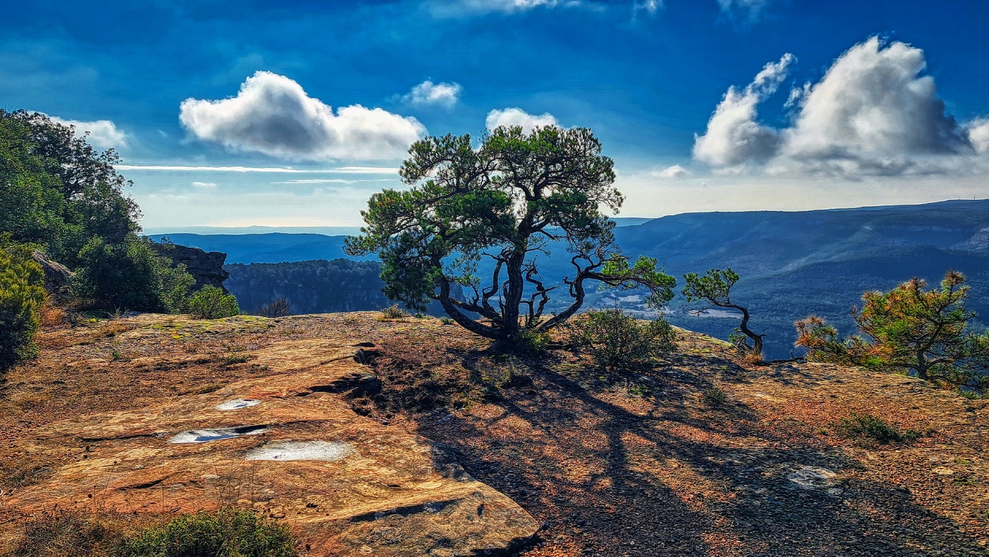 Rojals - Mola d'Estat (arbre) - Conca de Barberà