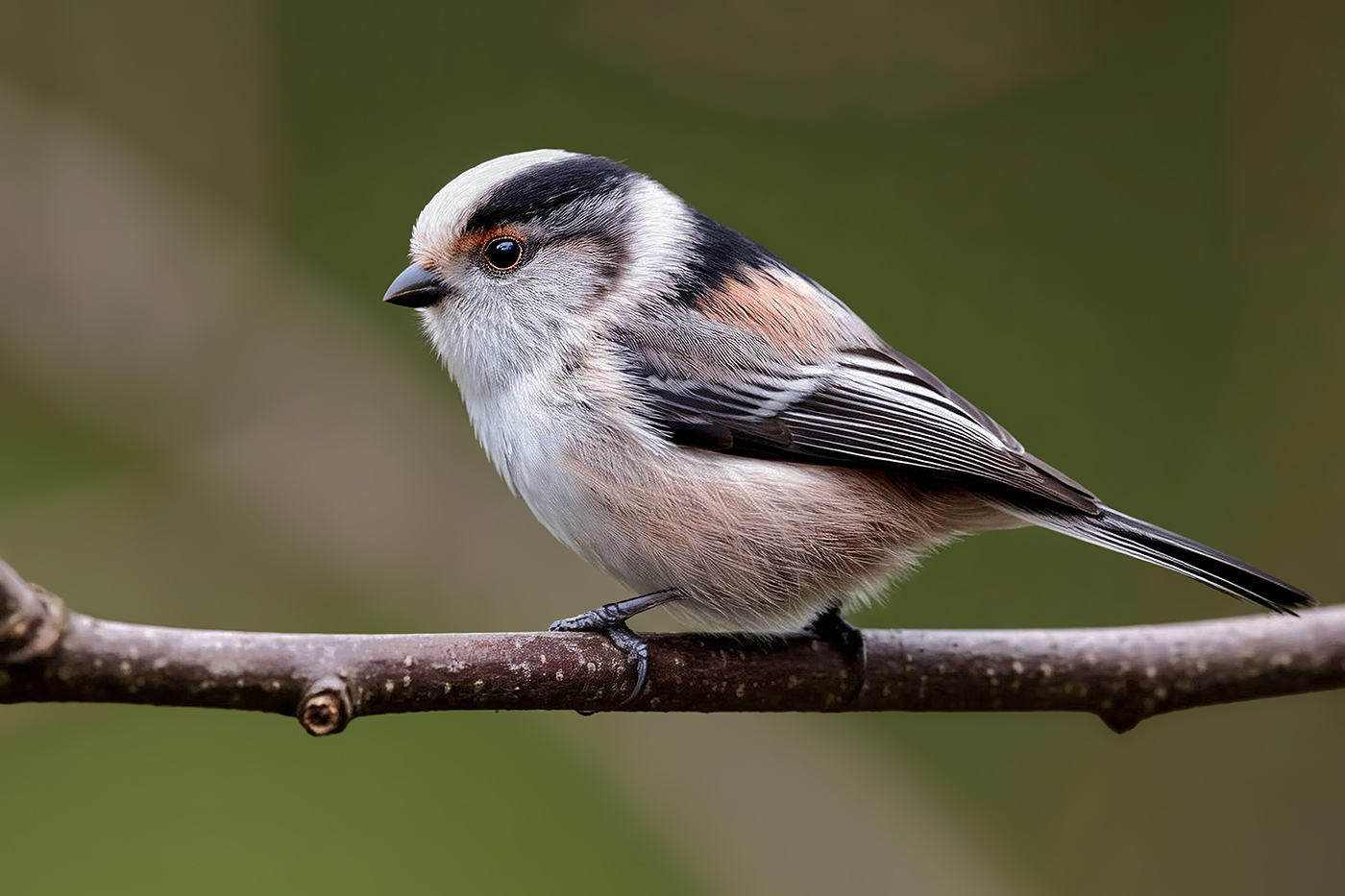 Long-tailed Tit