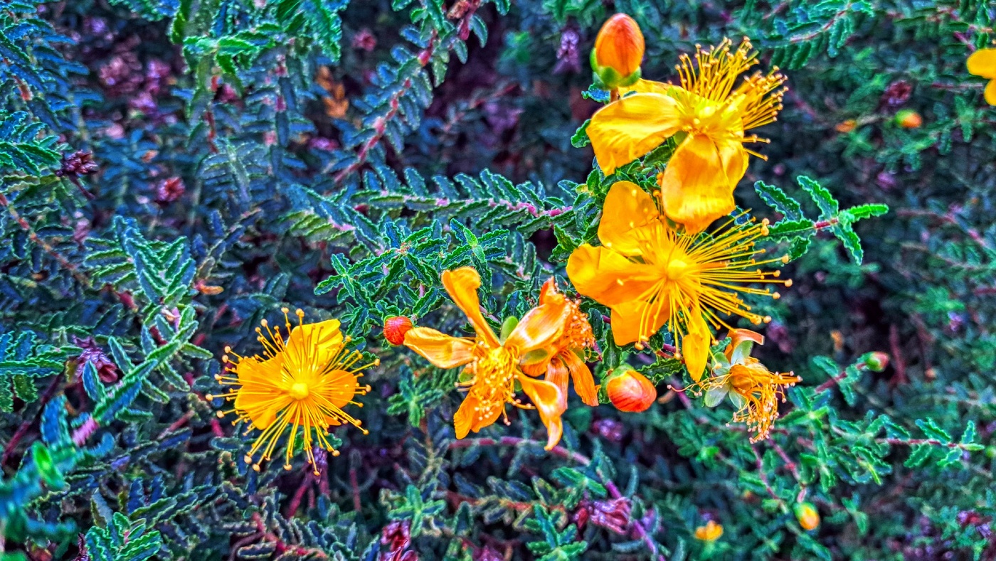 Reus - Boca de la Mina (pericó o herba de Sant Joan) - Baix Camp