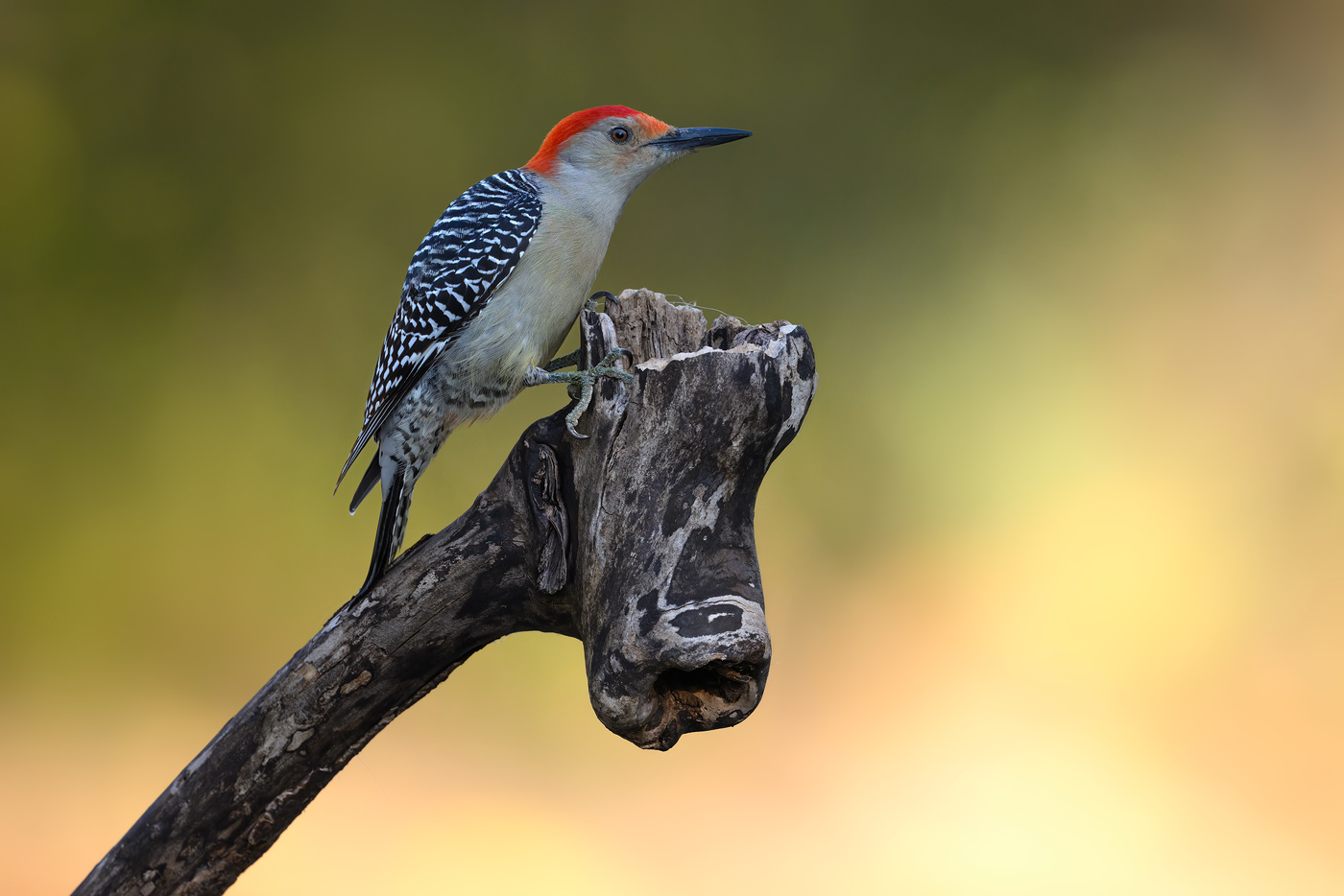 Red-bellied woodpecker