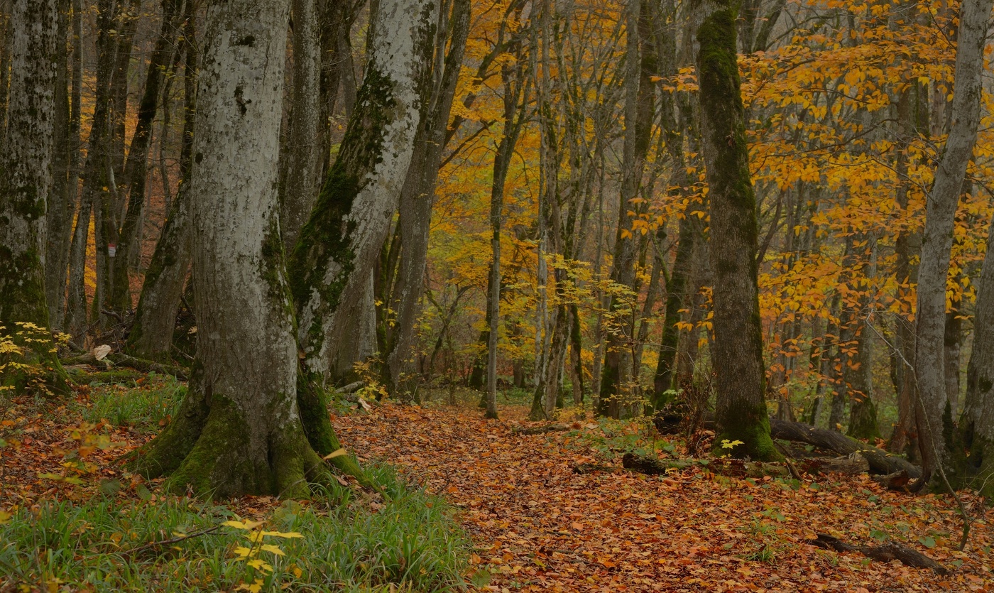 Sonnenaufgang über dem Fluss