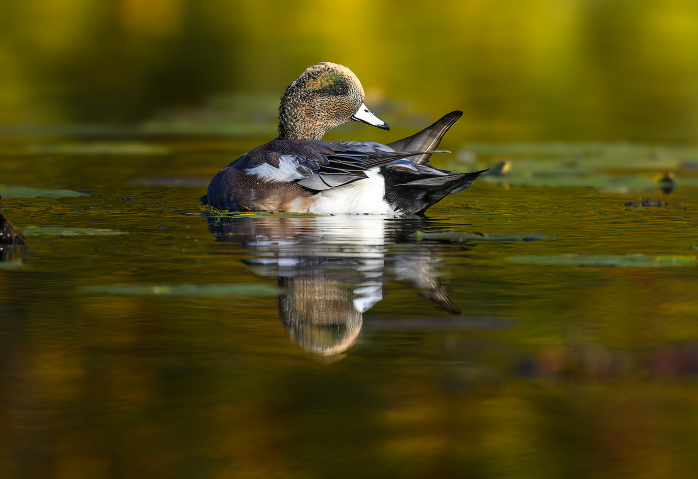 American Wigeon (m)