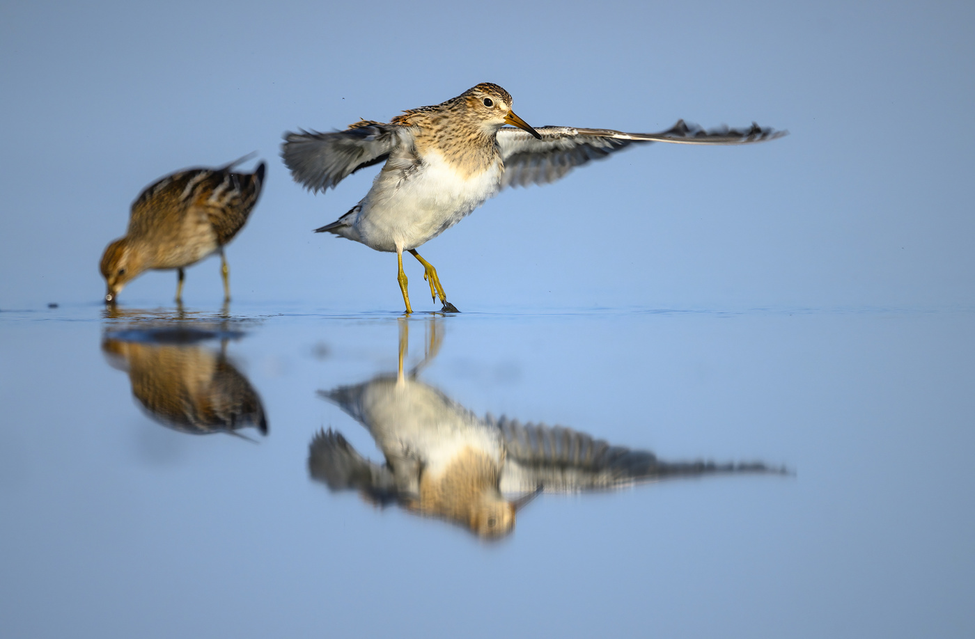 Pectoral Sandpiper