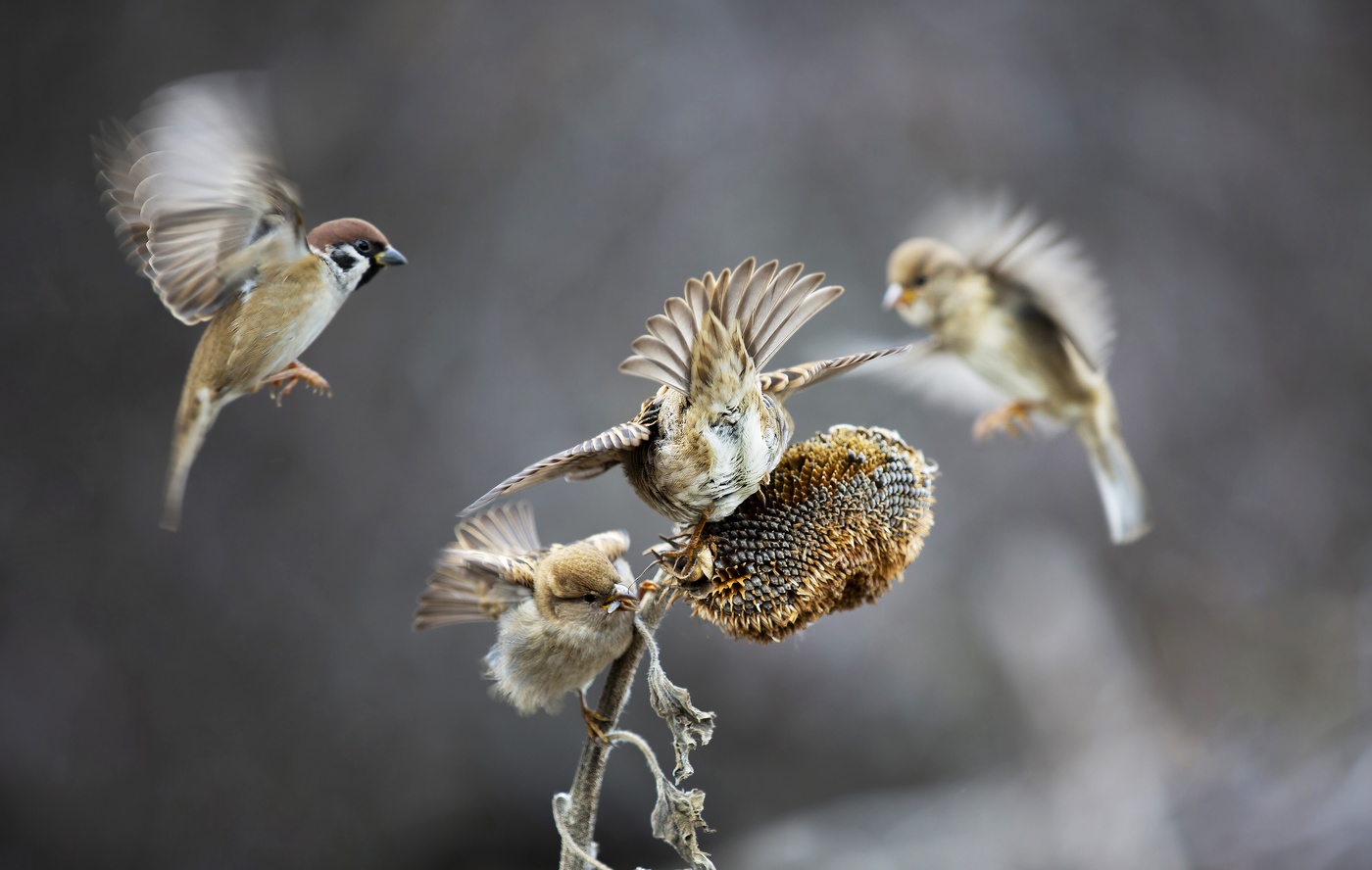 Battle for the harvest