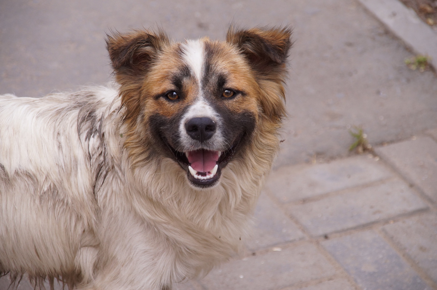 Des Menschen bester Freund