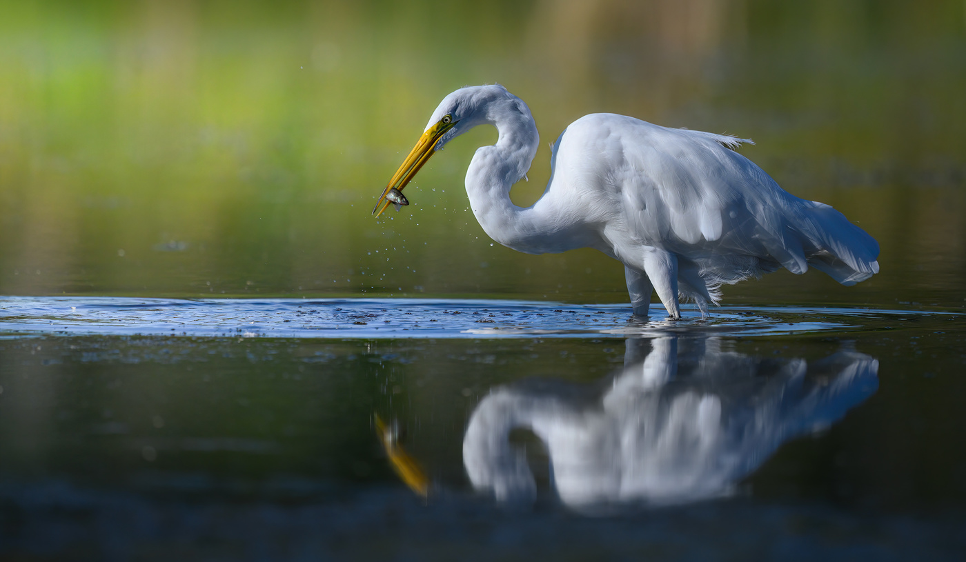 Great egret