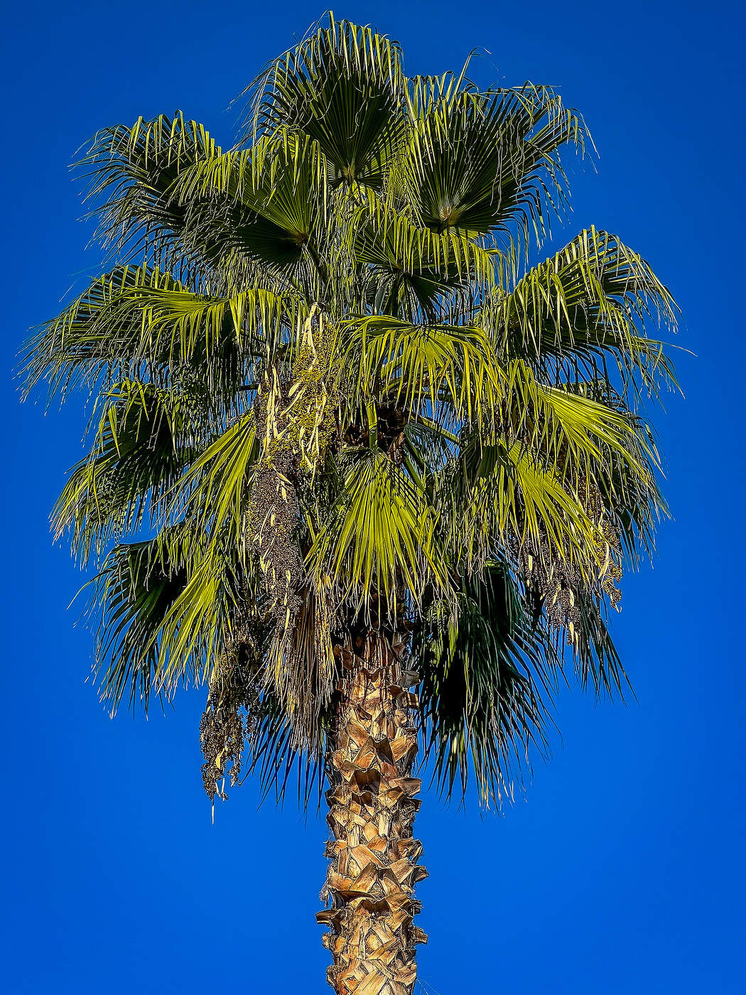 Palm