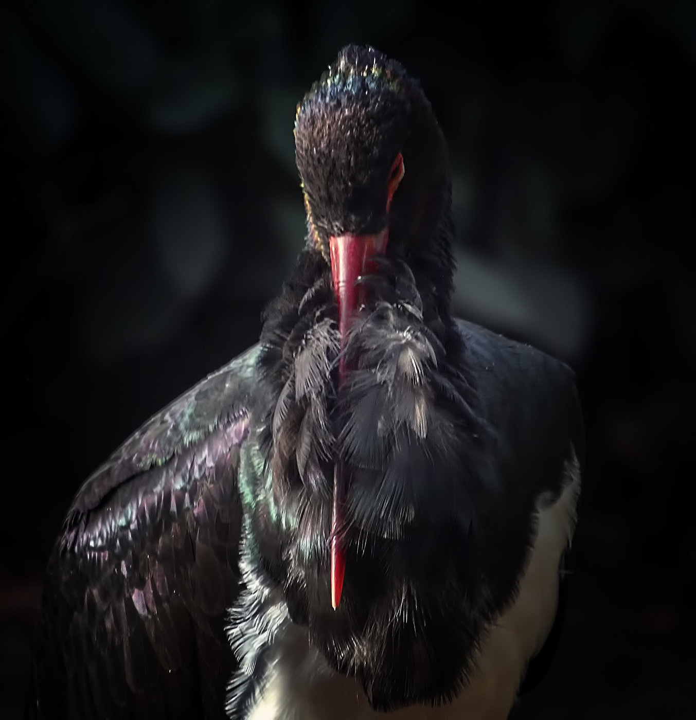 Black Stork