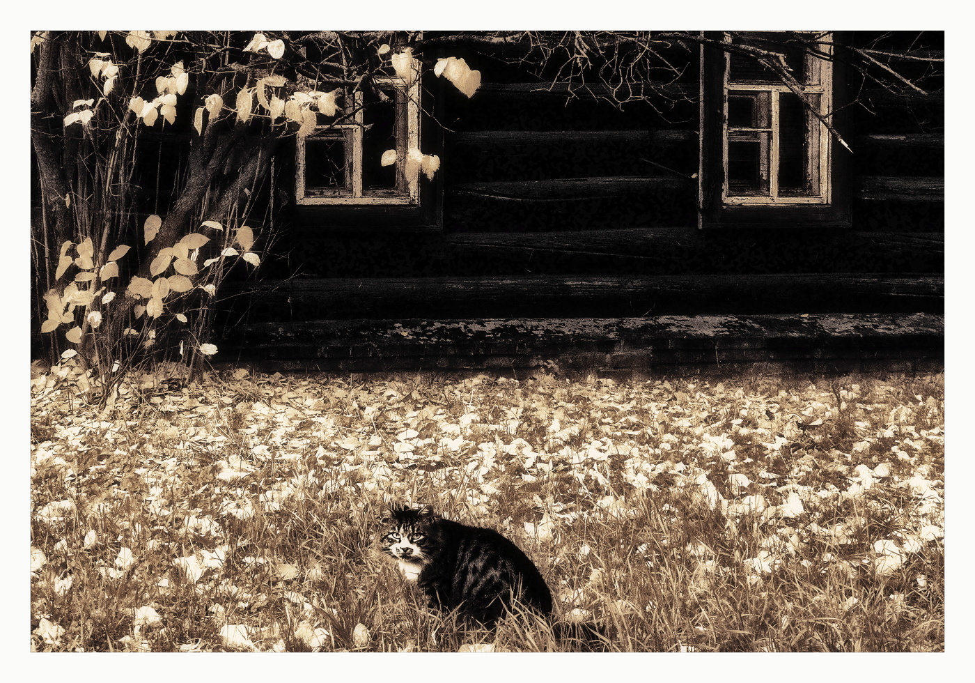 In den goldenen Herbst