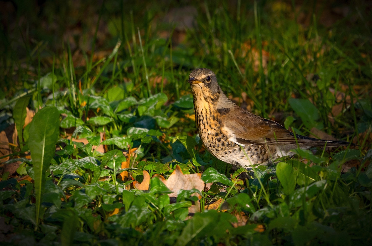Thrush Wacholderdrossel