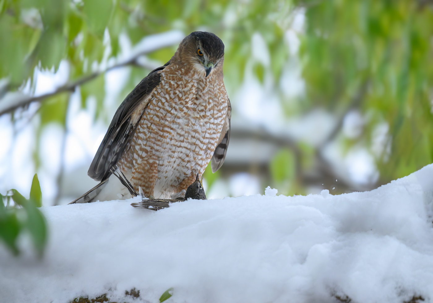 Cooper's hawk