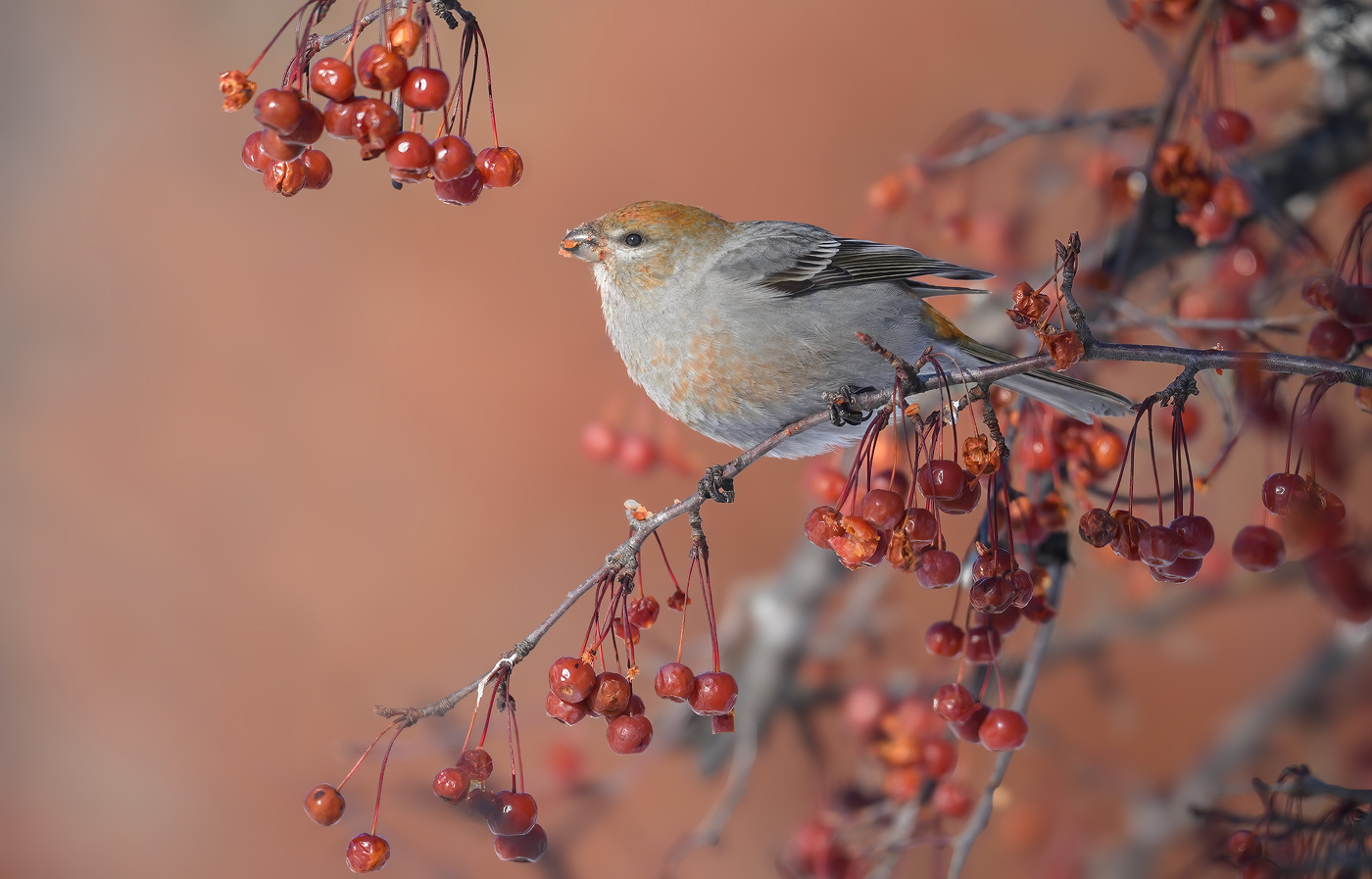 Pine grosbeak (f)
