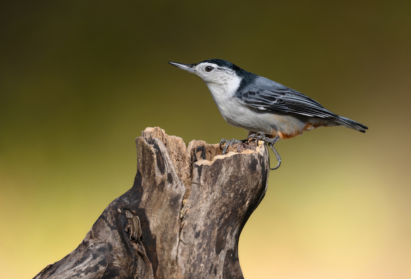 White-breasted nuthatch