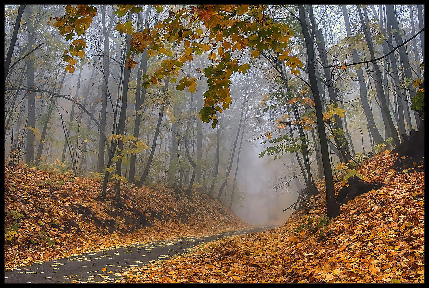 in den herbstlichen Wald