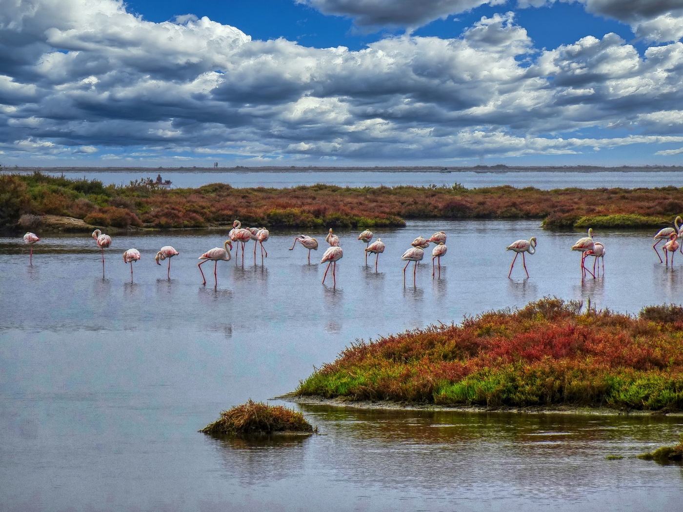 Delta de l'Ebre - Llacuna de la Tancada (flamencs) - Montsià
