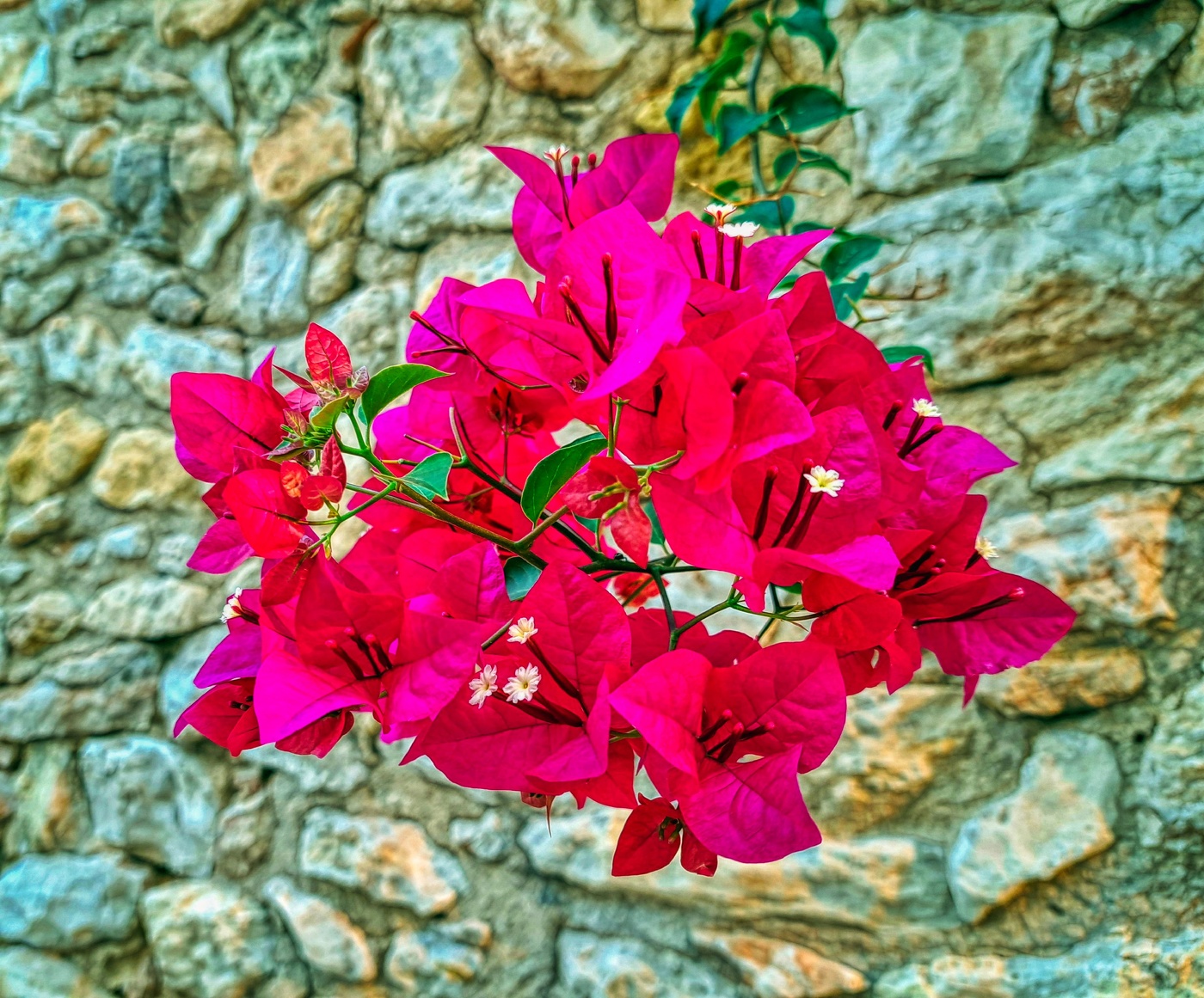 Creixell - Buguenvíl·lea - Tarragonès