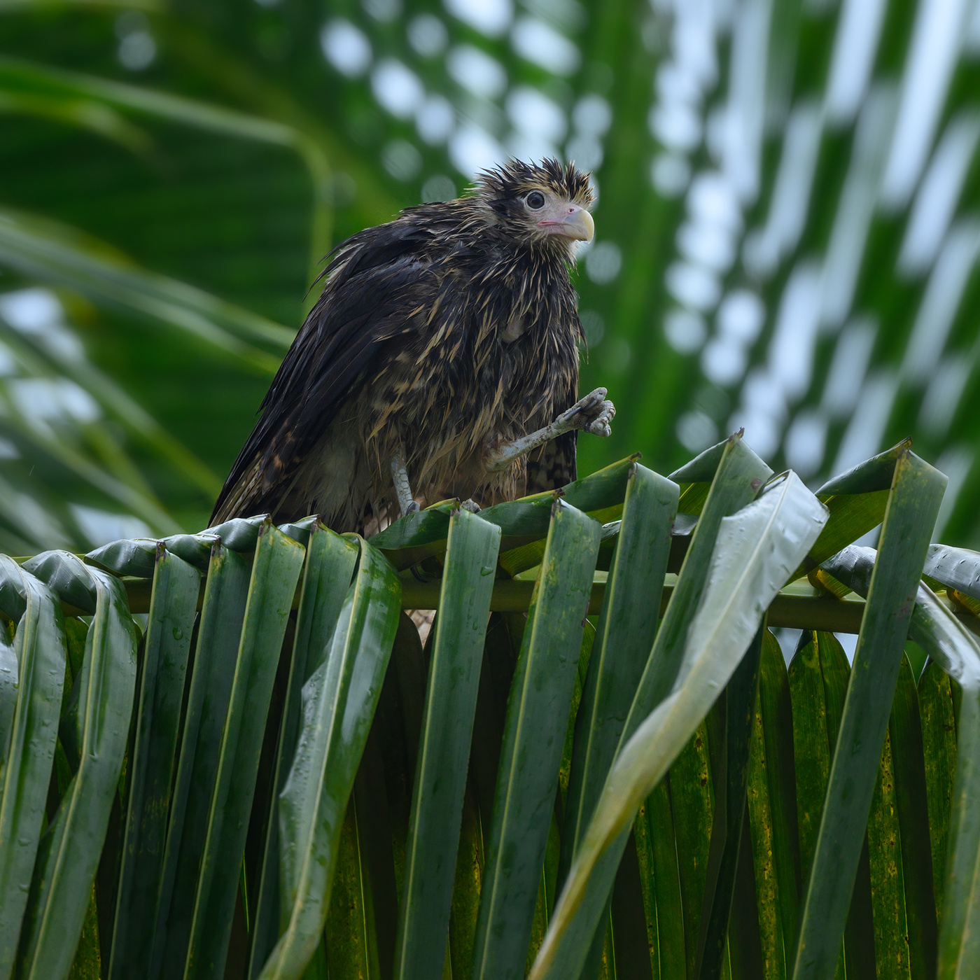 Yellow-headed caracara (immature)