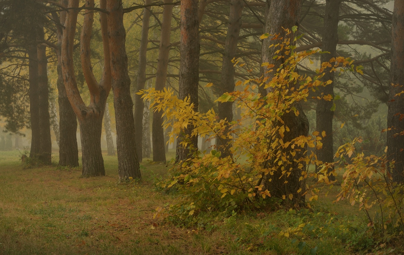 Sonnenaufgang über dem Fluss