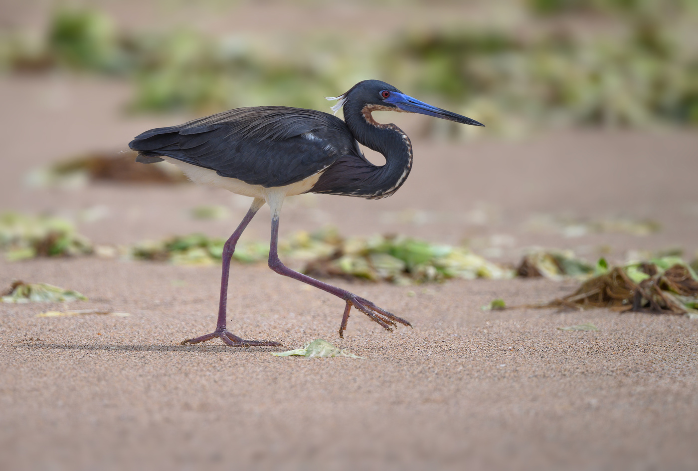 Tricolored Heron
