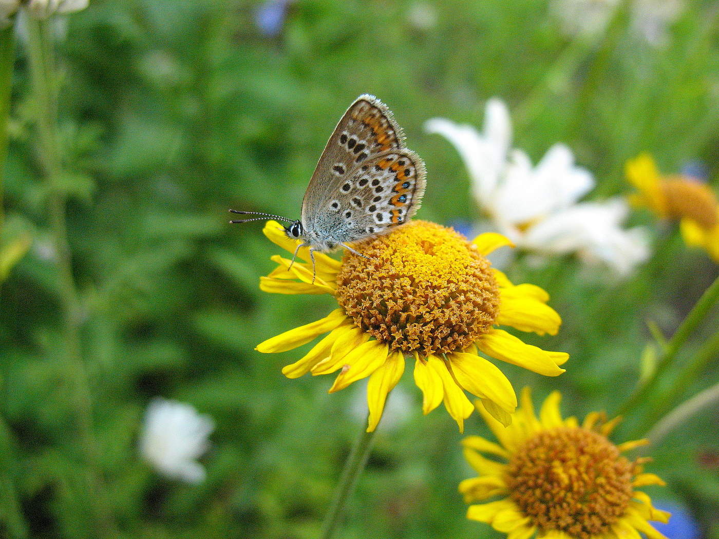 Kupfer-Schmetterling Schmetterling