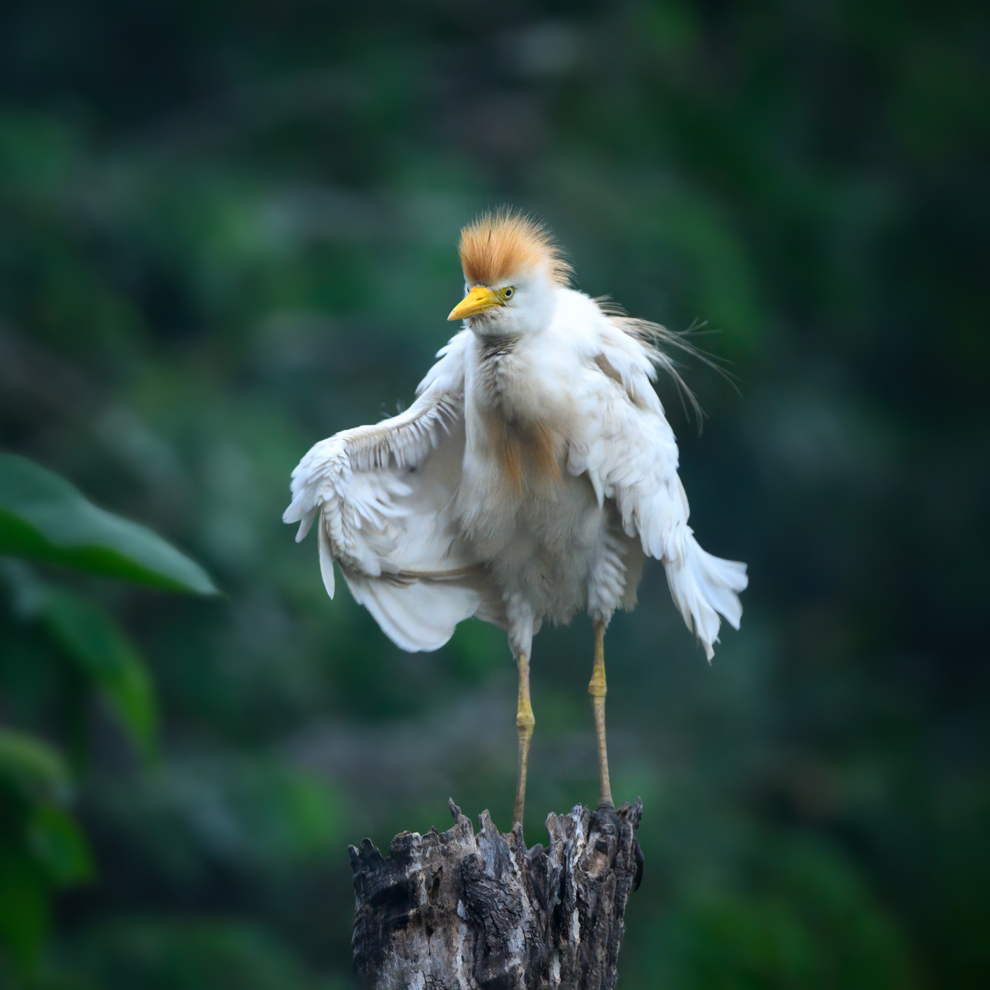 Cattle Egret