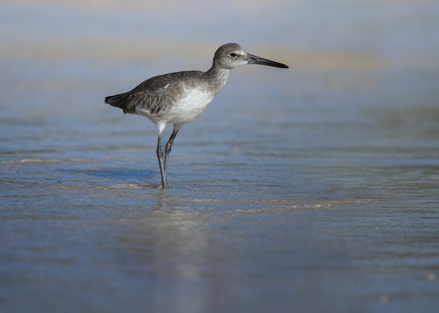 Willet (Tringa-semipalmata)