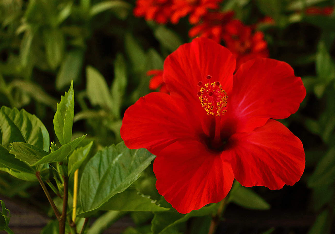 Hibiskus