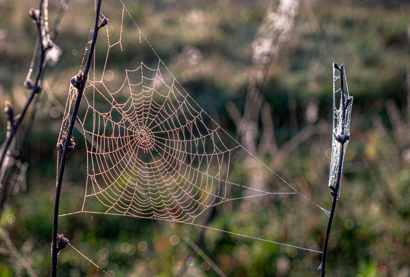 Web.