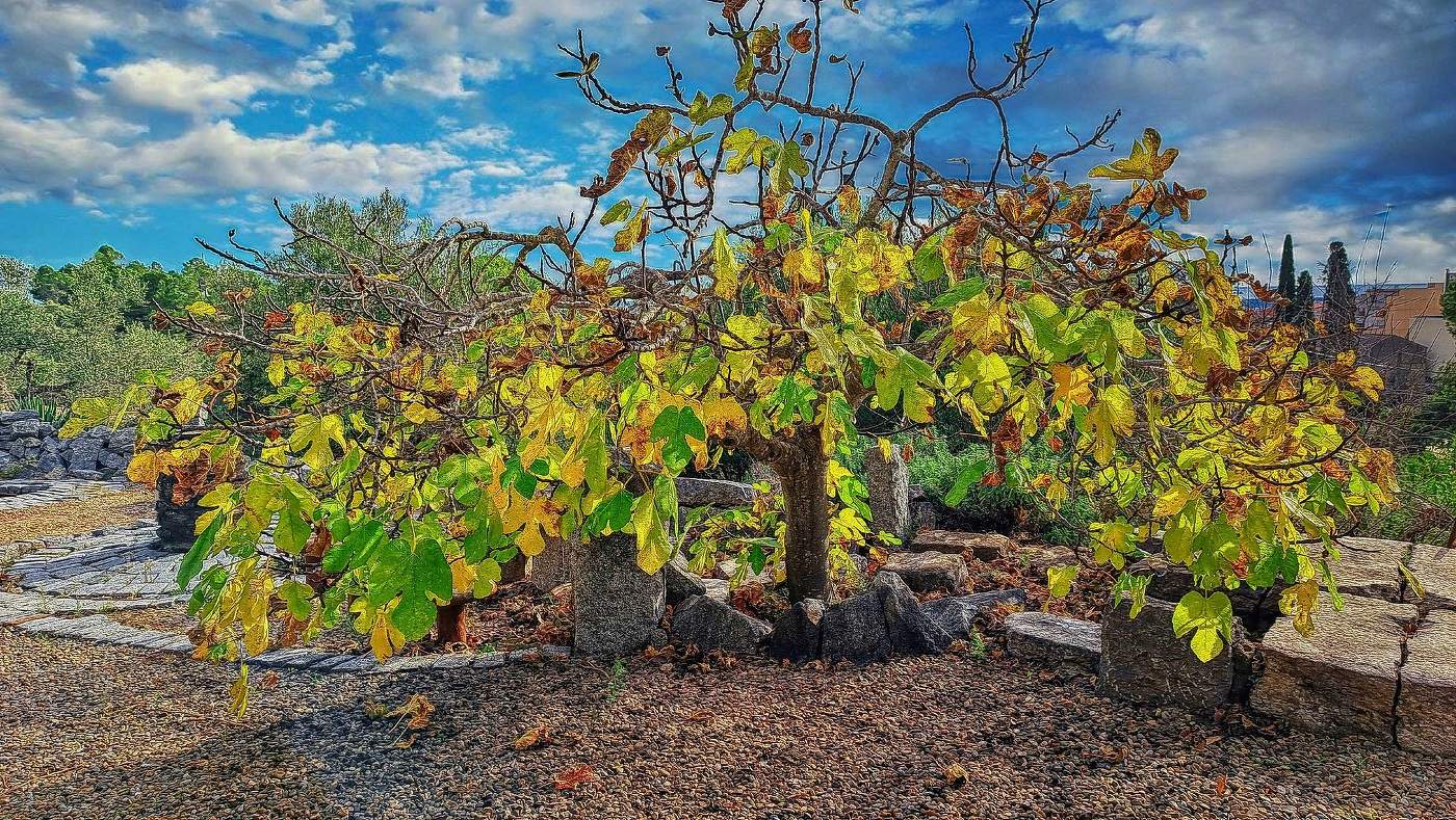 Castellvell del Camp - figuera a la tardor - Baix Camp