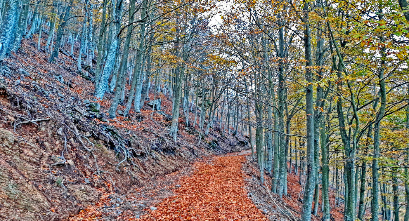 Matagalls (Montseny) - Fageda de l'Obaga - Vallès Oriental