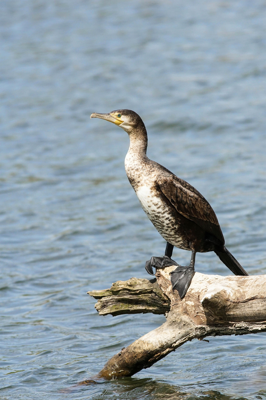 Kormoran