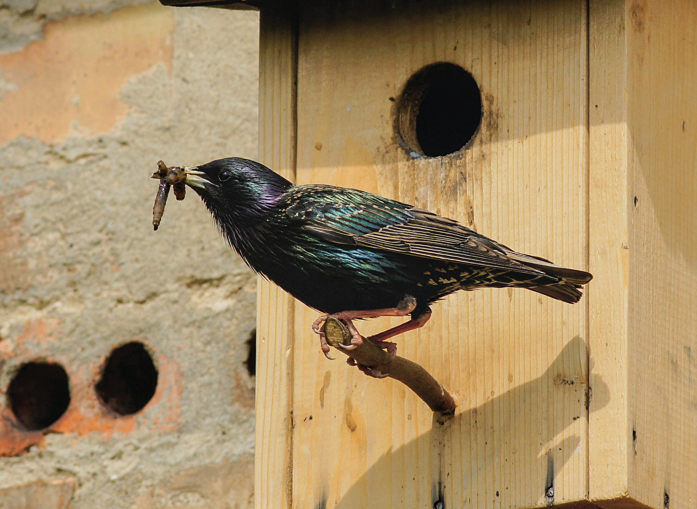 Star (Sturnus vulgaris)