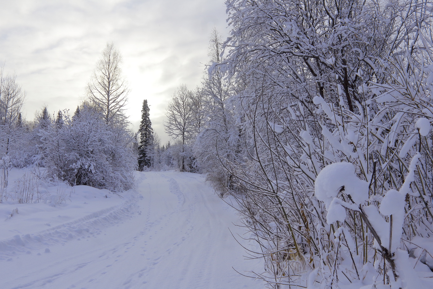 Die Spuren der unsichtbaren Bestien